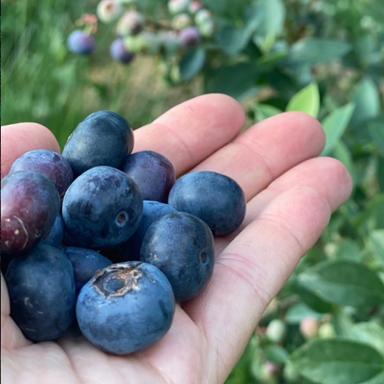 Farm Photo 10